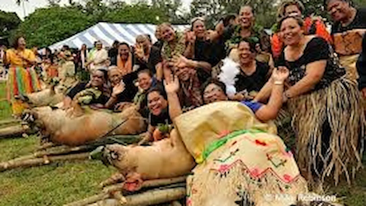 Roasted pigs prepared for a wedding.