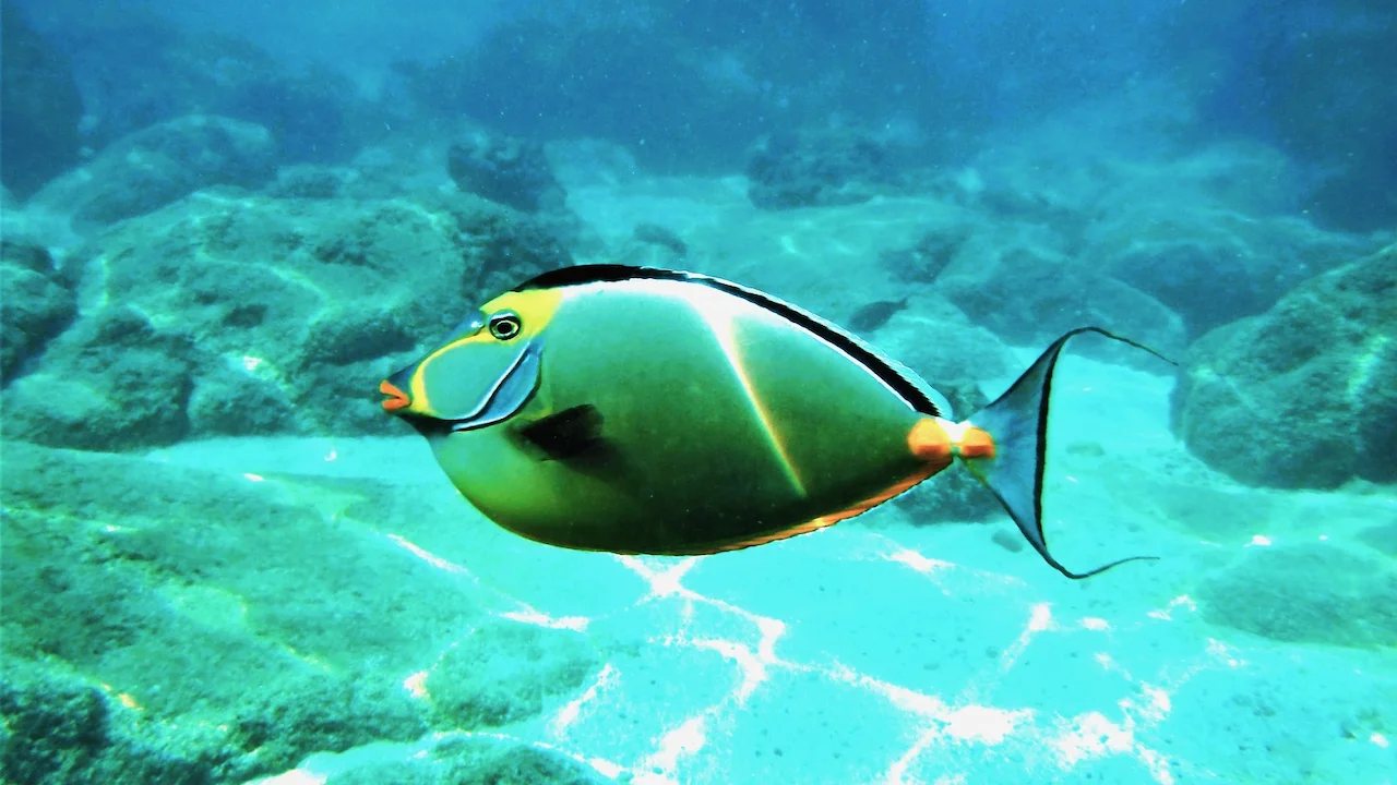  Humuhumunukunukuapua'a swimming by the reef.