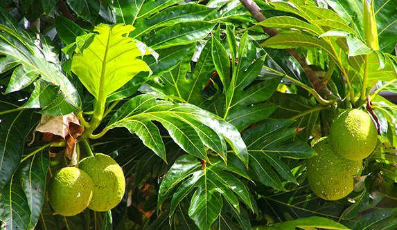 Tree with large, ripening breadfruit growing.
