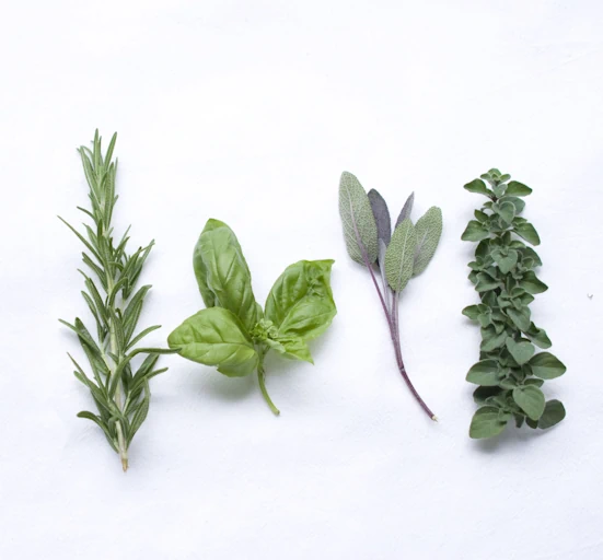 Rosemary, basil, sage, and oregano herbs.