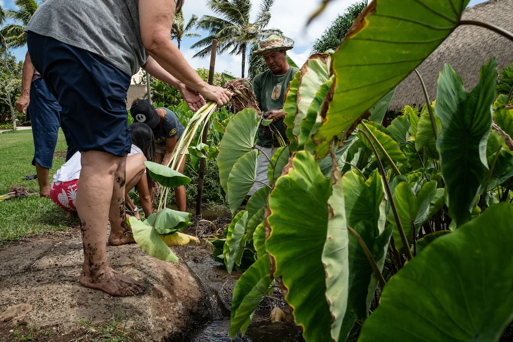 A team of men and women working together and getting muddy in the wet kalo field at the Polynesian Cultural Center.