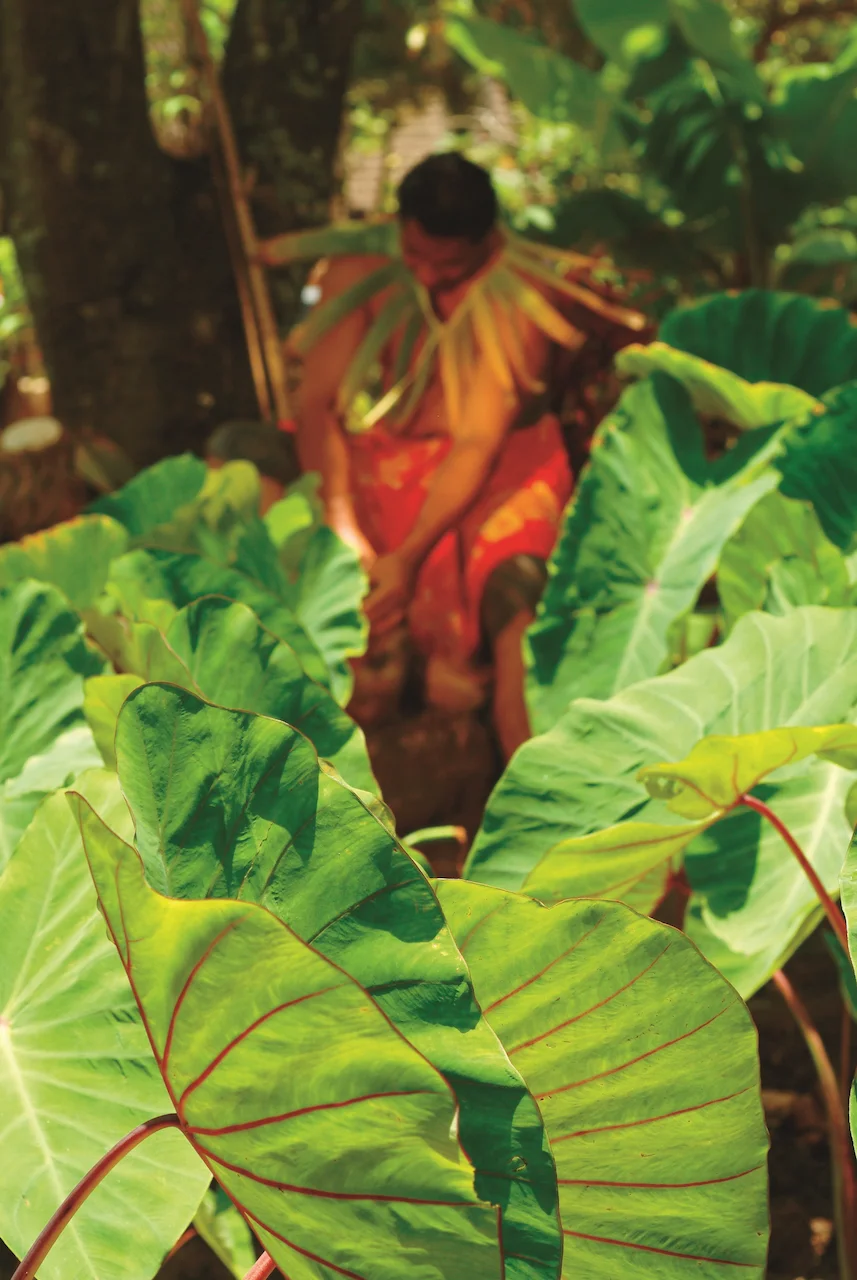 Taro field filled with large, green leaves.