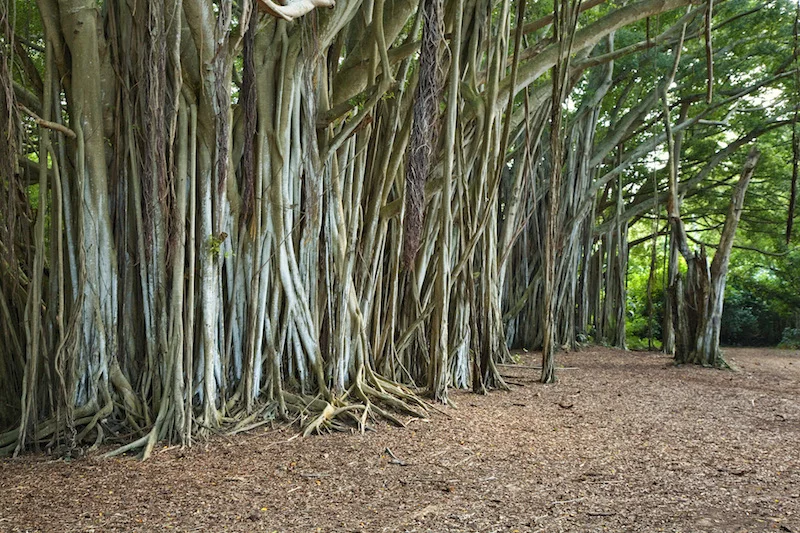 A large banyan tree growing near the beaches of the north shore of Oʻahu.