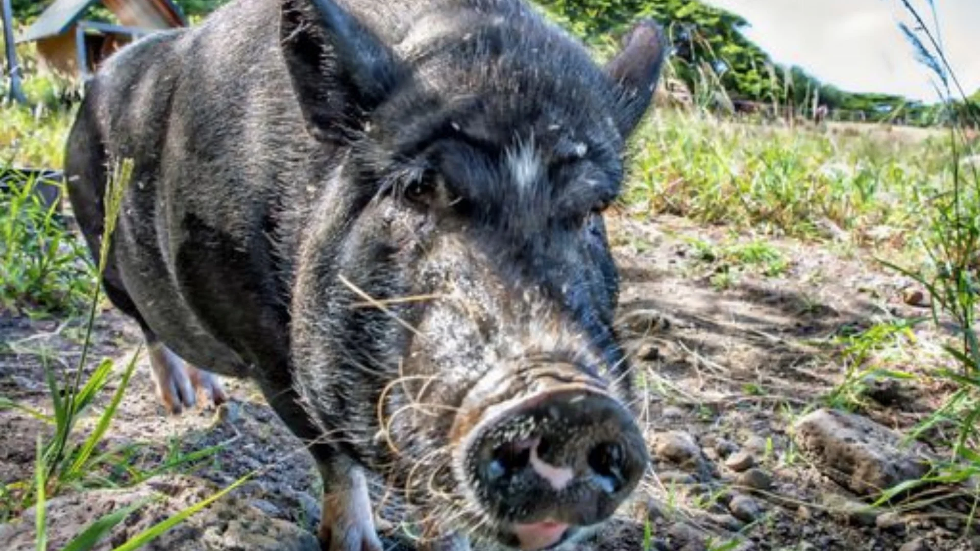 A wild pig, symbol of Kamapuaʻa, in Hawaiʻi.