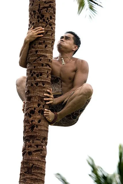 Man tightly gripping a coconut tree with his hands and feet in a frog-like position.