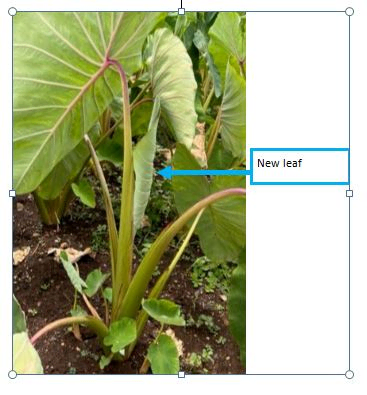 Small leaf growing from the side of a mature kalo plant.