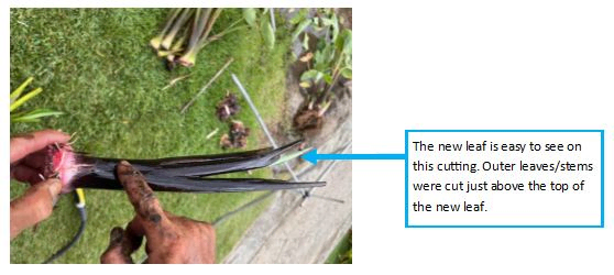 Kalo huli with markings